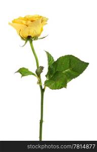 Yellow rose on the white background (isolated)