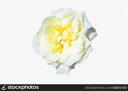yellow rose on white background