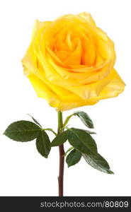 yellow rose on white background