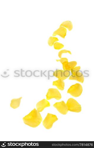 Yellow rose petals on the white background