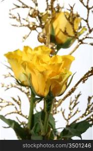 yellow rose with golden decoration closeup