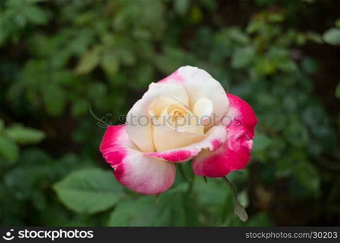 Yellow rose with red tips boldly in the garden, stock photo