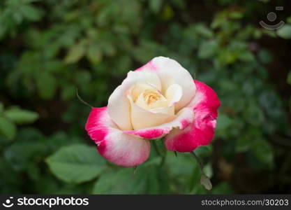 Yellow rose with red tips boldly in the garden, stock photo