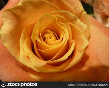 Yellow rose. Yellow rose flower with shadows as a background