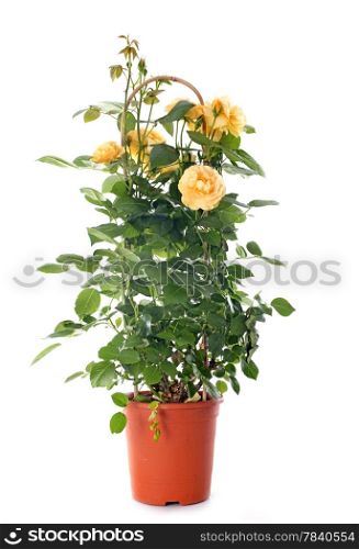 yellow rosebush in front of white background