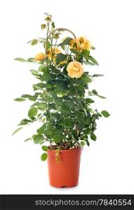 yellow rosebush in front of white background