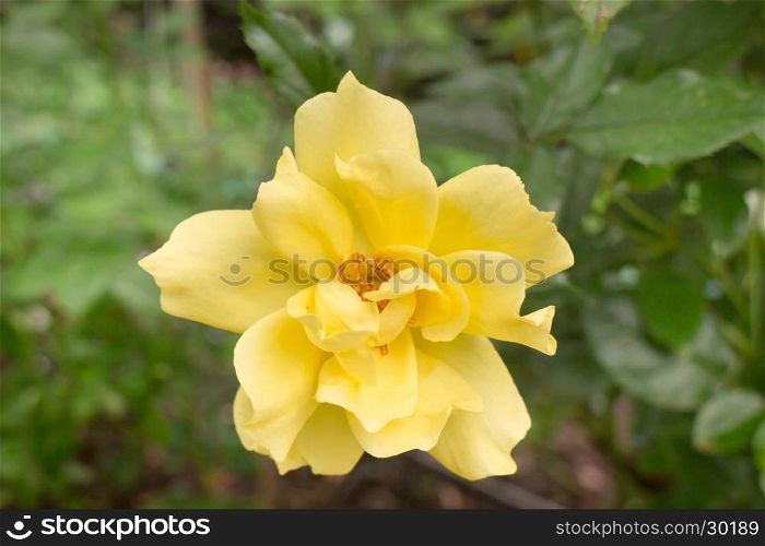 Yellow roses bush in the garden, stock photo