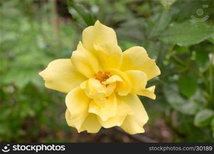 Yellow roses bush in the garden, stock photo