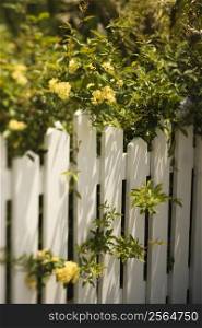 Yellow roses growing over white picket fence.