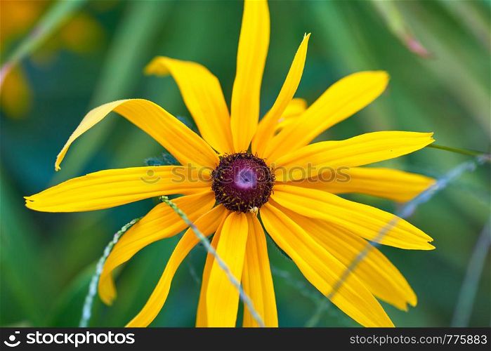 Yellow rudbeckia is a genus of annual, biennial, and perennial herbaceous plants of the Astrovye family, close up