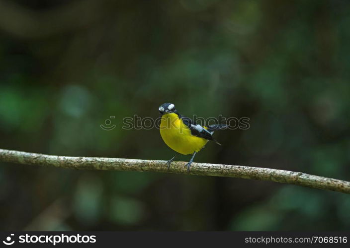 Yellow-rumped flycatcher (Ficedula zanthopygia) in nature of Thailand