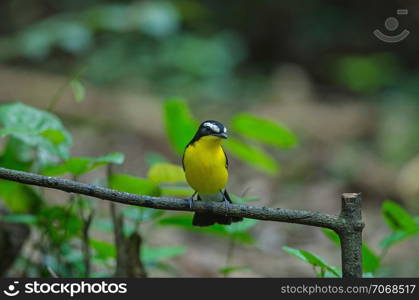 Yellow-rumped flycatcher (Ficedula zanthopygia) in nature of Thailand