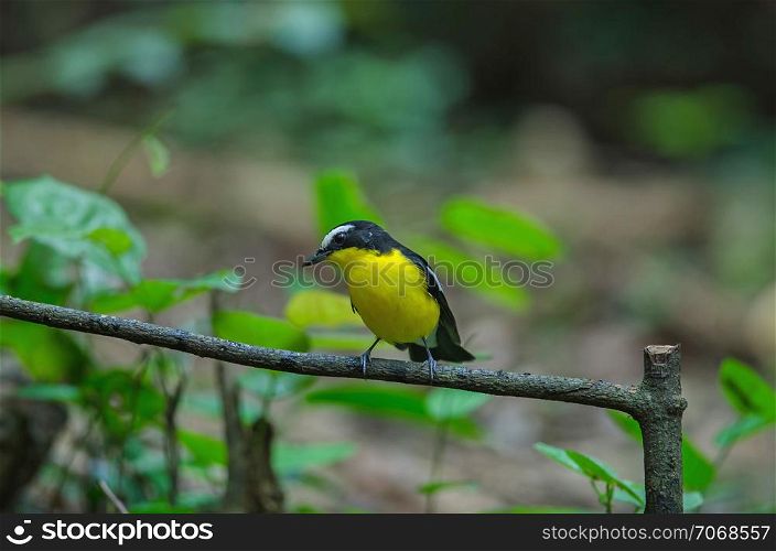 Yellow-rumped flycatcher (Ficedula zanthopygia) in nature of Thailand