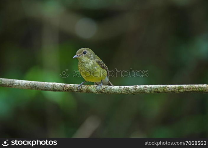 Yellow-rumped flycatcher (Ficedula zanthopygia) in nature of Thailand