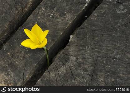 Yellow Saffron on dark wooden background