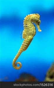 Yellow sea-horse on blue water background. Yellow sea-horse