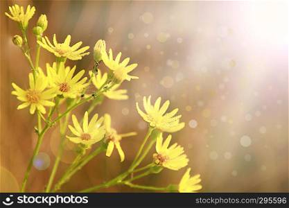 Yellow Senico jacobaea blossoming in garden. Jacobaea vulgaris blossoming in sunny rays. Summer flowers in field. Postcard with sun light falling onto yellow flowers. Senico jacobaea blossoming in garden. Jacobaea vulgaris blooming in sunny rays