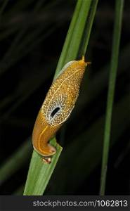 Yellow Slug, Garo Hills, Meghalaya, India