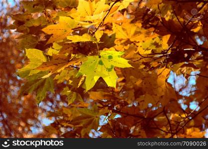 Yellow smiling maple leaf orange autumn nature drawing