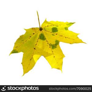 Yellow smiling maple leaf orange autumn nature drawing on a white background