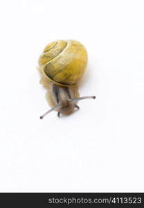 yellow snail