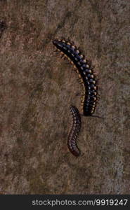 Yellow-spotted millipede, Harpaphe haydeniana, West Bengal, India