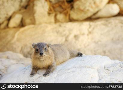 Yellow-spotted Rock Hyrax in the Ein Gedi Nature Reserve