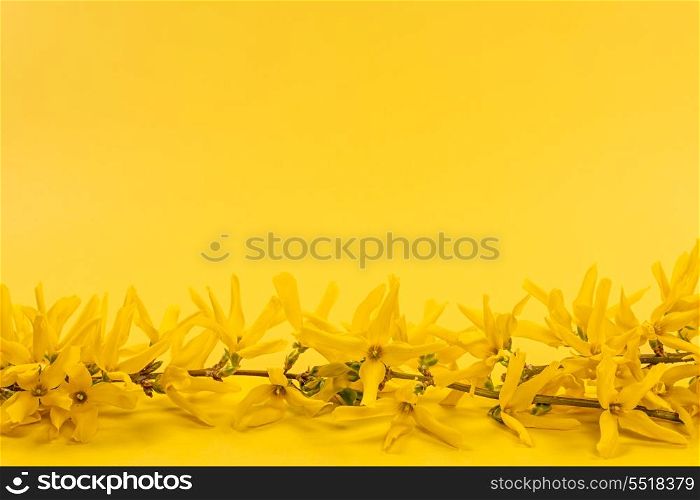 Yellow spring background with forsythia branch. Flowers of blooming forsythia branch on bright yellow background with copy space