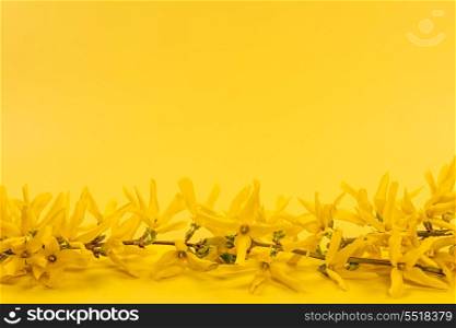Yellow spring background with forsythia branch. Flowers of blooming forsythia branch on bright yellow background with copy space