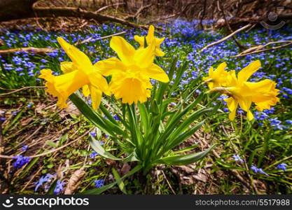 Yellow spring daffodils and blue flowers glory-of-the-snow blooming in abundance on forest floor. Ontario, Canada.