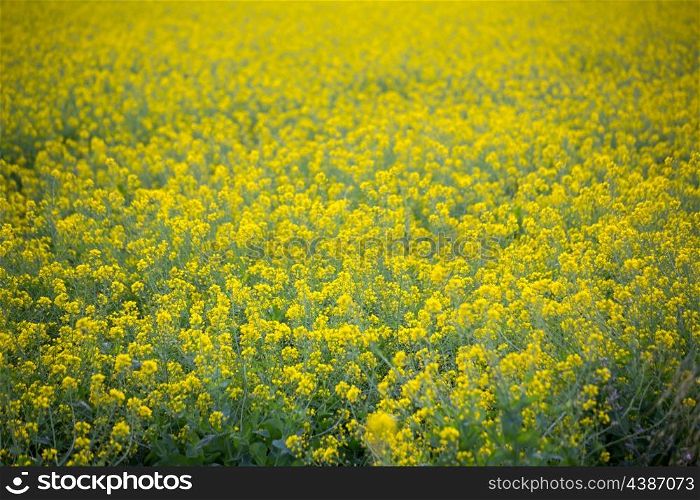 Yellow spring fields with selective focus in Mediterranean Spain