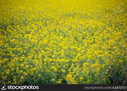 Yellow spring fields with selective focus in Mediterranean Spain