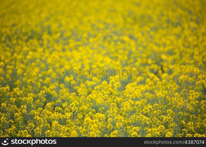 Yellow spring fields with selective focus in Mediterranean Spain