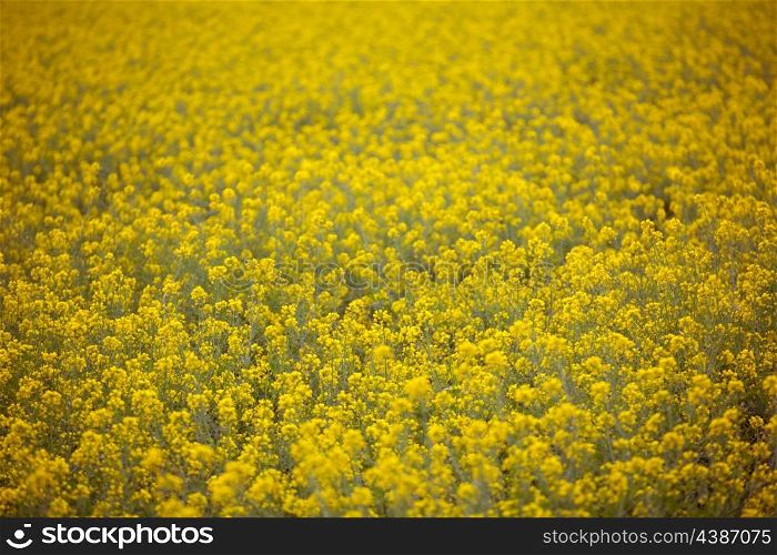 Yellow spring fields with selective focus in Mediterranean Spain