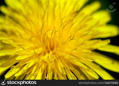 yellow spring flower dandelion