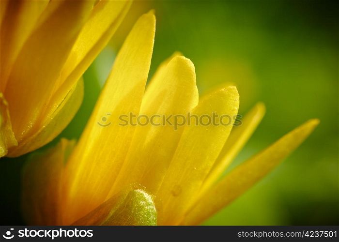 Yellow spring flower (Potentilla recta)