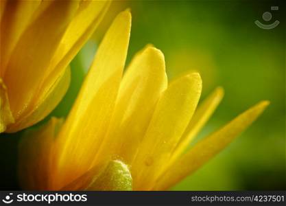 Yellow spring flower (Potentilla recta)
