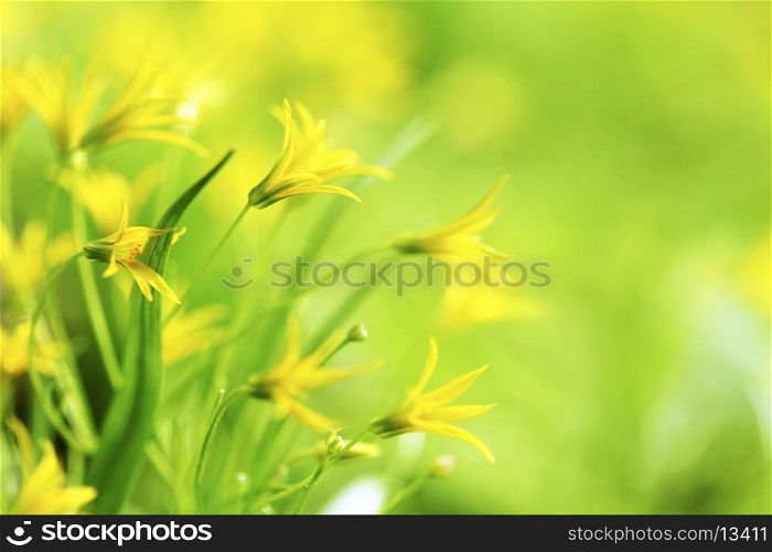 Yellow spring flowers