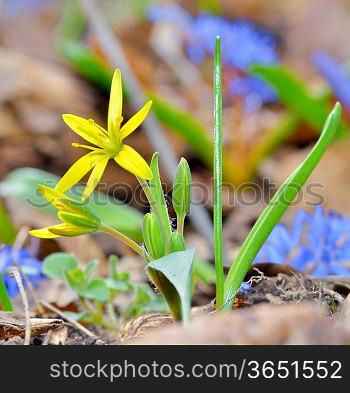 yellow spring flowers