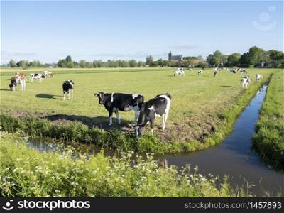 yellow spring flowers and spotted cows in meadow near old church of leerbroek in vijfheerenlanden in the centre of holland under blue sky