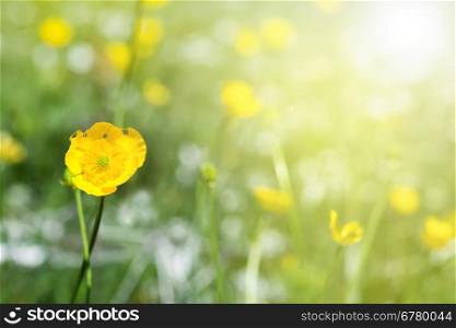 Yellow spring flowers. Copy space