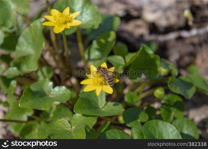Yellow spring flowers in the forest. Sunny forest with yellow flowers. Spring season - photo with a very blurred background. FieYellow spring flowers in the forest. Sunny forest with yellow flowers.