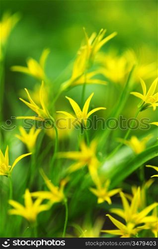 yellow spring flowers macro close up