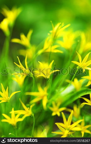 yellow spring flowers macro close up