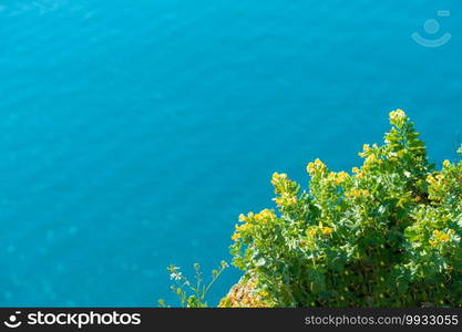 Yellow spring flowers with the sea in the background on a sunny spring day