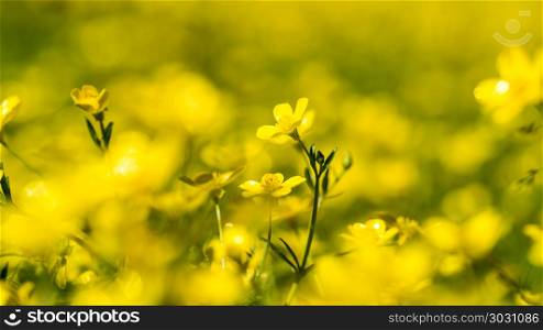 yellow spring flowers. yellow spring flowers in the field on sunny day