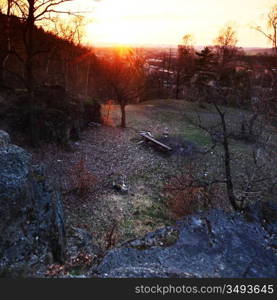 yellow spring forest sunrise