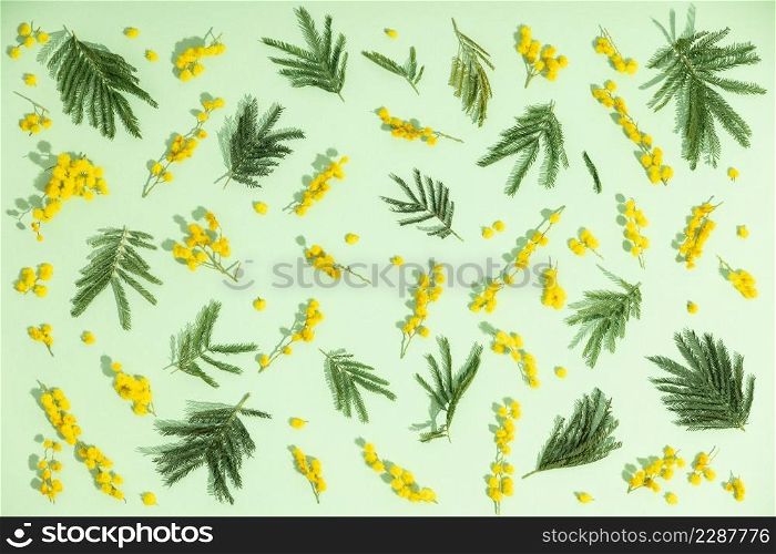 Yellow spring mimosa flowers on green background. Top view, flat lay