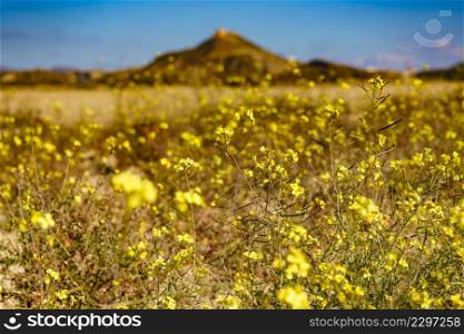 Yellow spring rape flowers and Tabernas mountains in the distance. Almeria province, Andalusia Spain.. Yellow field and mountain in the distance