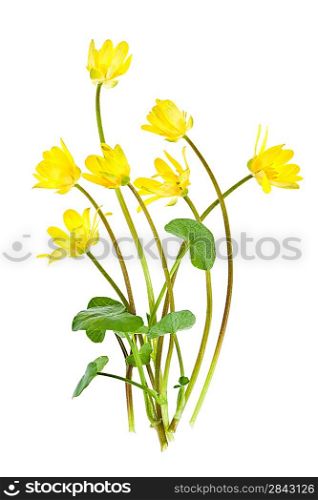 Yellow spring wild flowers